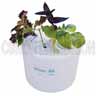 Daisy Cloner 4 - 3 inch Pots