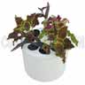 Daisy Cloner 8 - 2 inch Pots